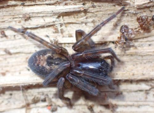 Réf. 348 894 : Amaurobius (fenestralis-similis)